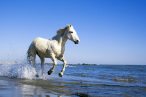 Camargue White Horse9845519260 300x200 - Camargue White Horse - white, Tropical, horse, Camargue